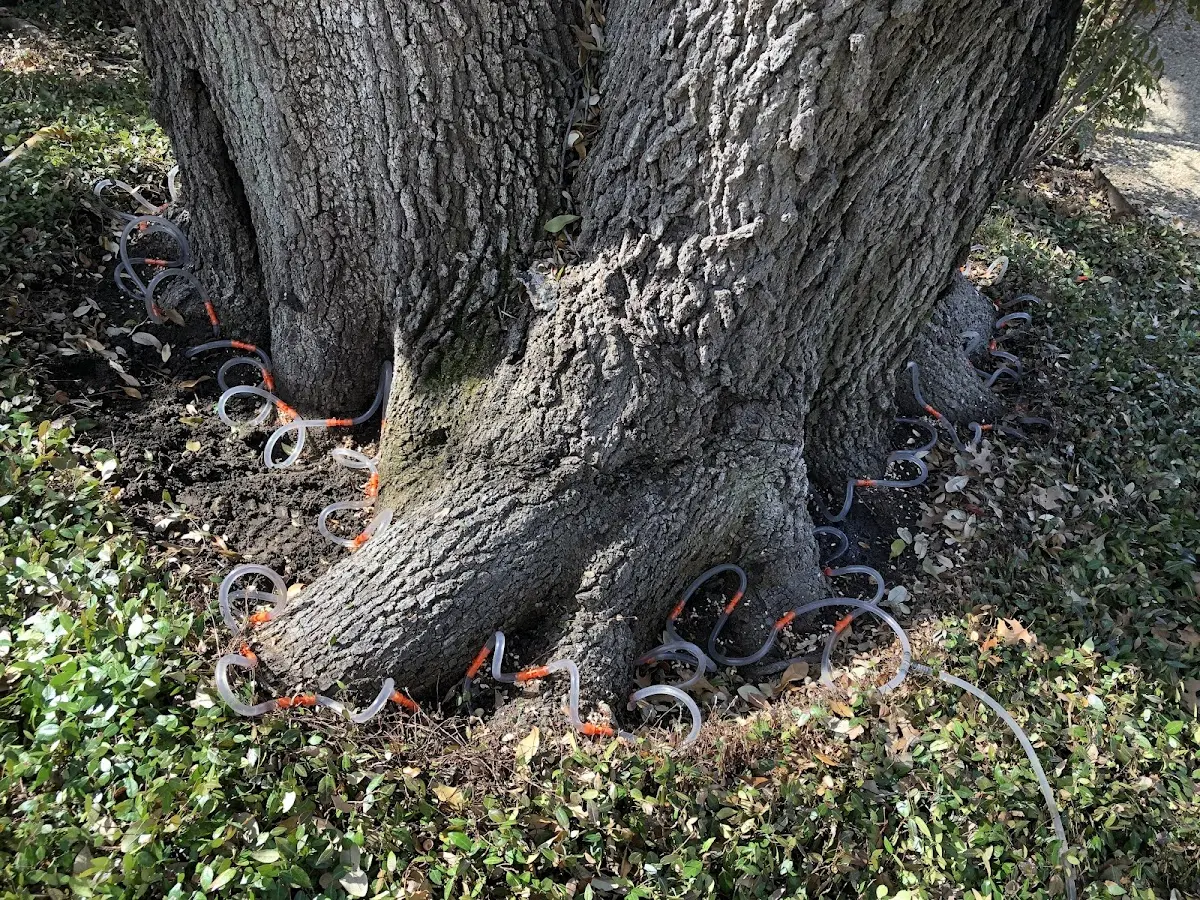Detailed Tree Cabling and Bracing job site in Mercer