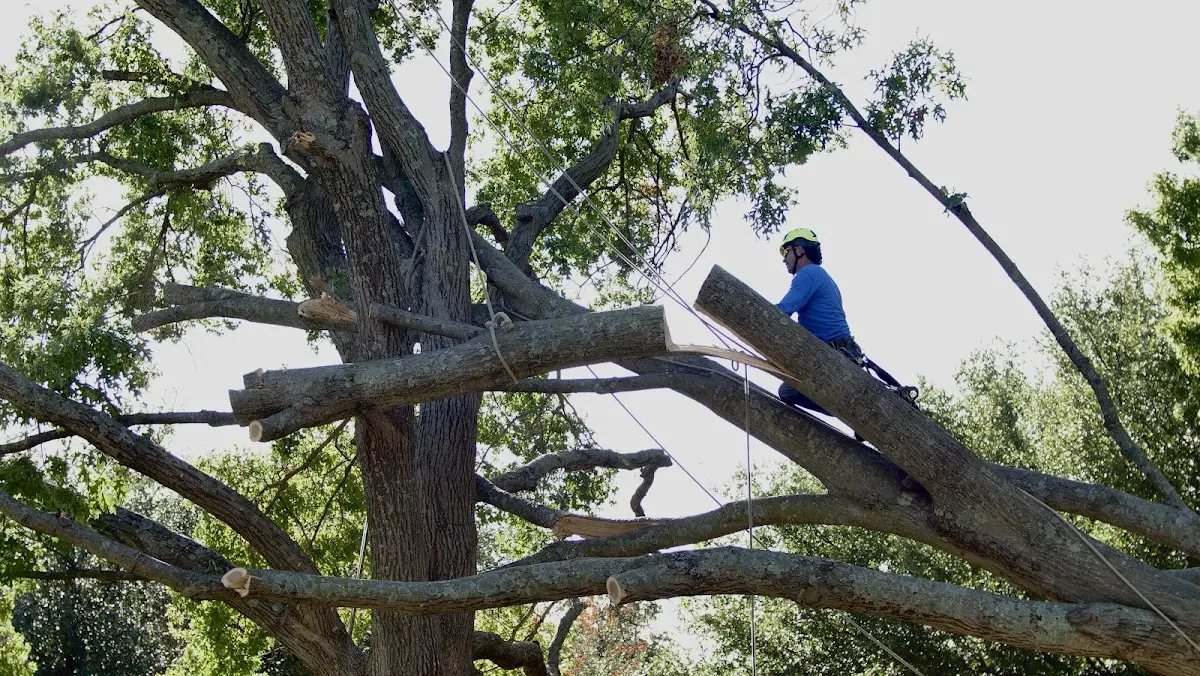 Professional Crown Thinning performed by certified arborists in Mercer